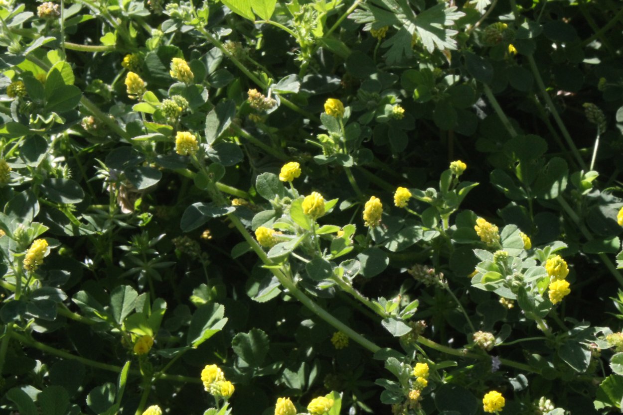 Полевые желтые- золотарник полевой