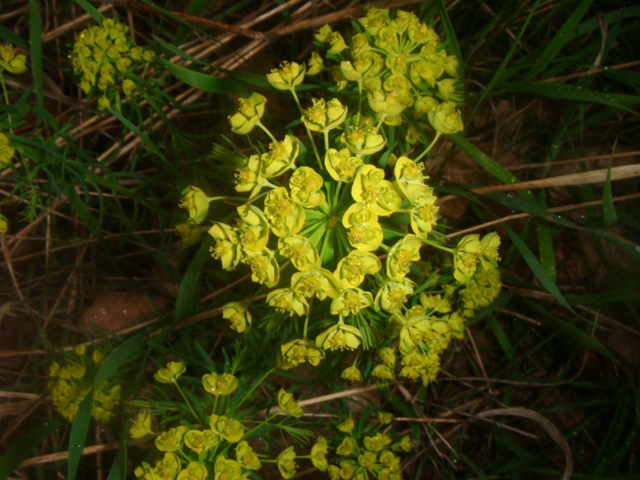 Клевер желтый ползучий