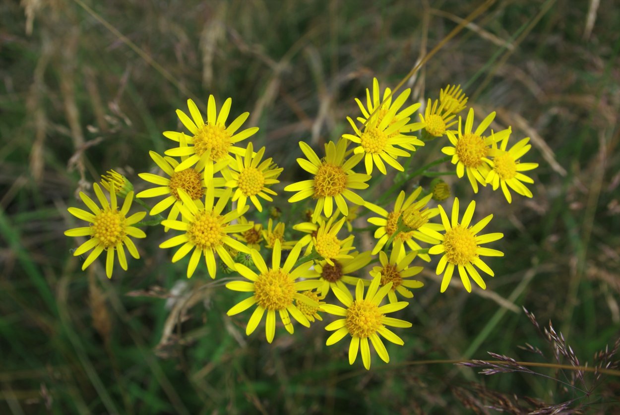 Горчица сарептская (Brassica juncea l.)