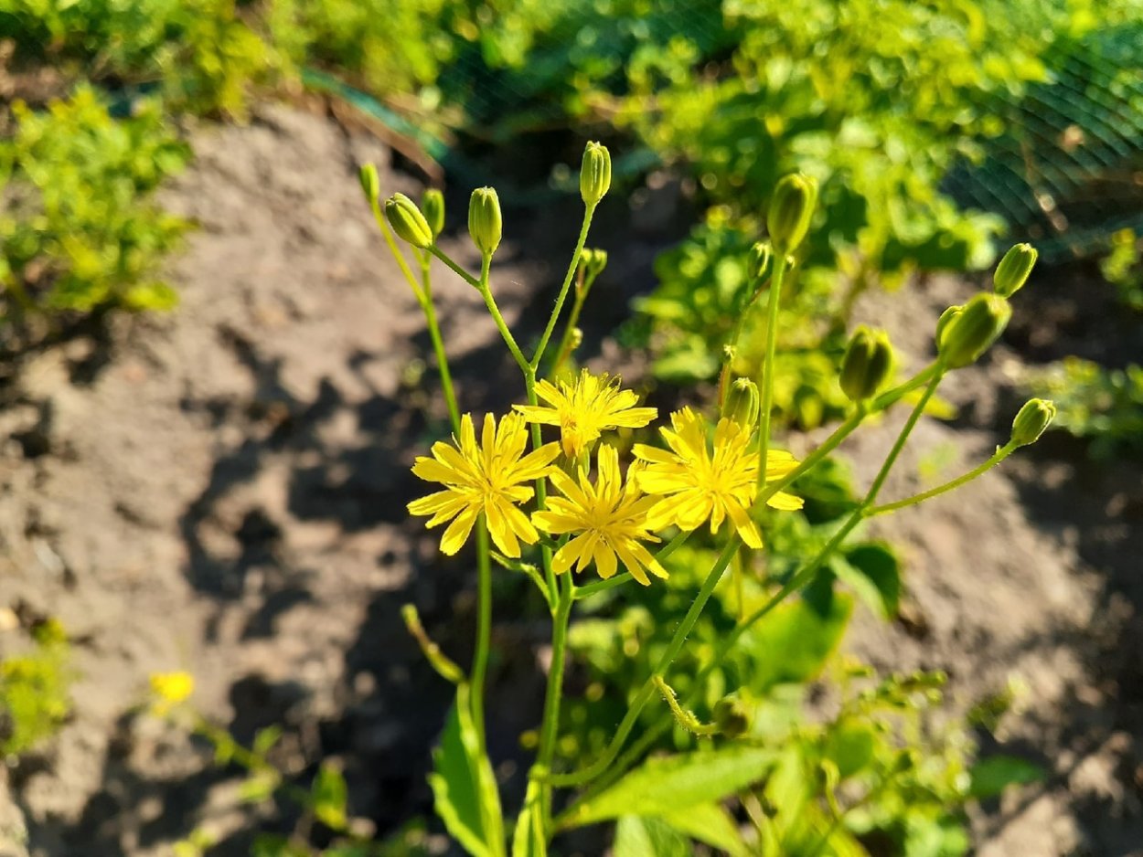 Желтушник сорняк осот