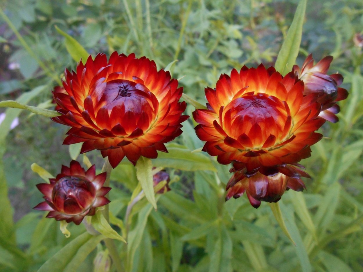 Гелихризум швейцарский