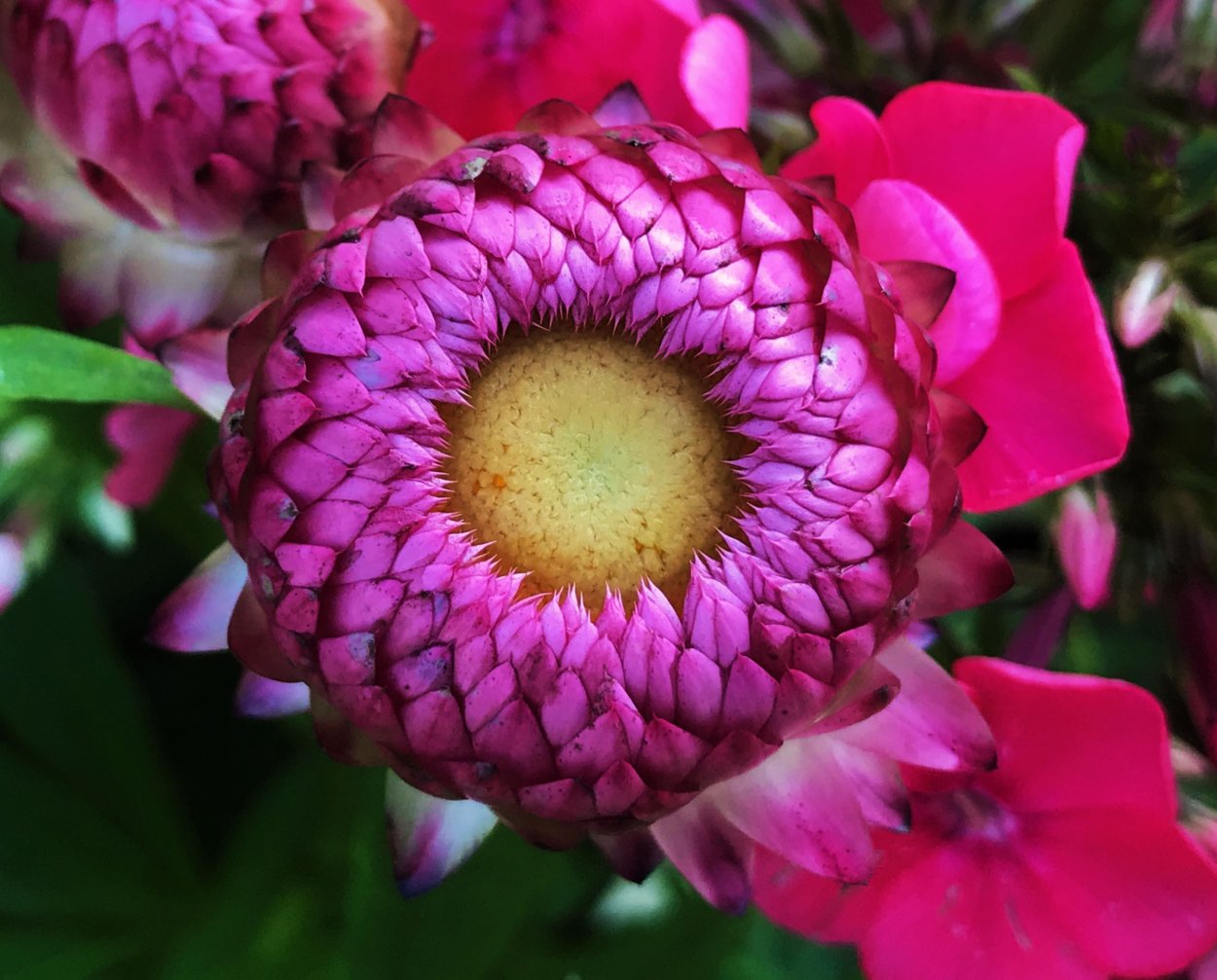 Бессмертник цветок многолетний