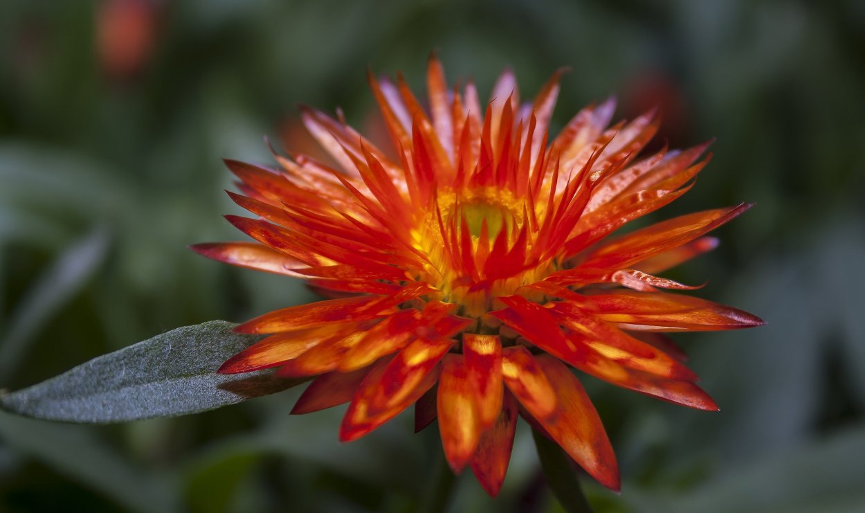 Гелихризум маргариткоцветковый