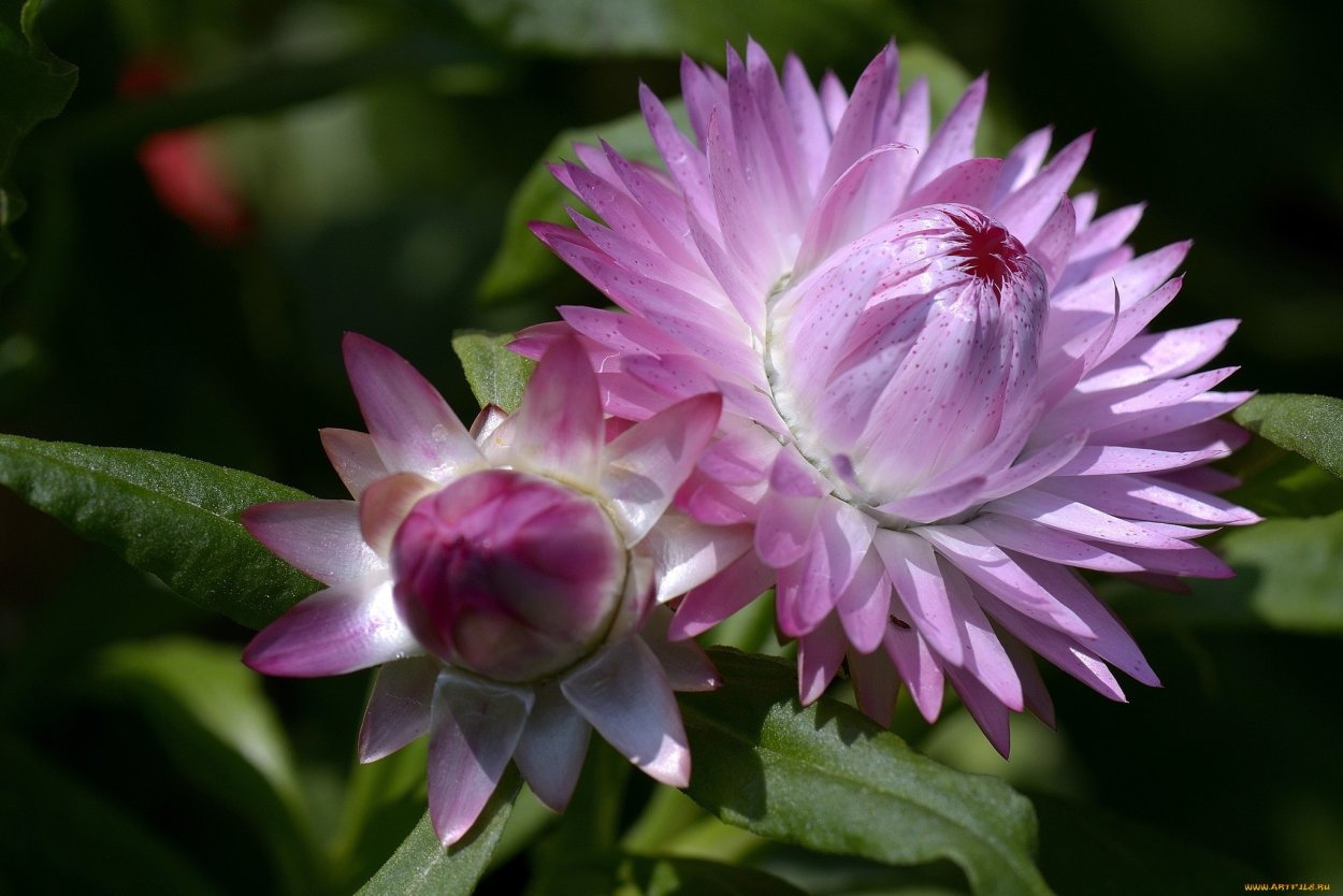 Миловидный гелихризум розовый