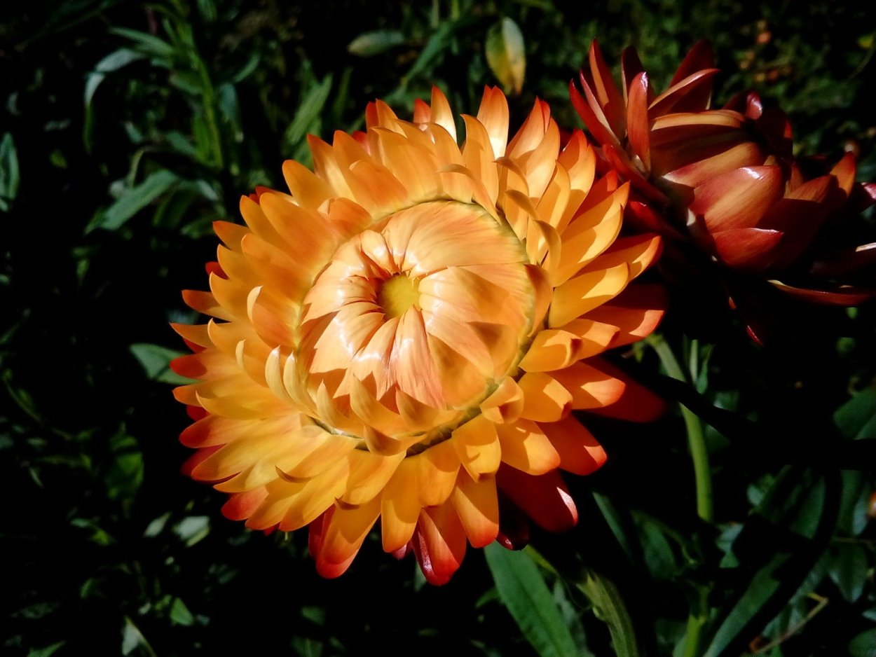 Гелихризум прицветниковый, бессмертник