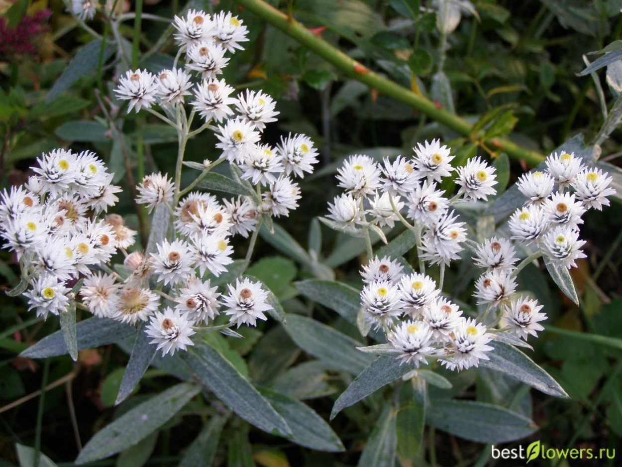 Анафалис жемчужный сухой