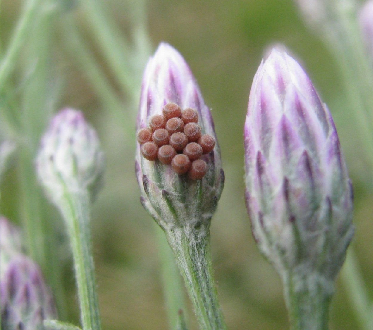 Бессмертник (гелихризум, Брактеанта)