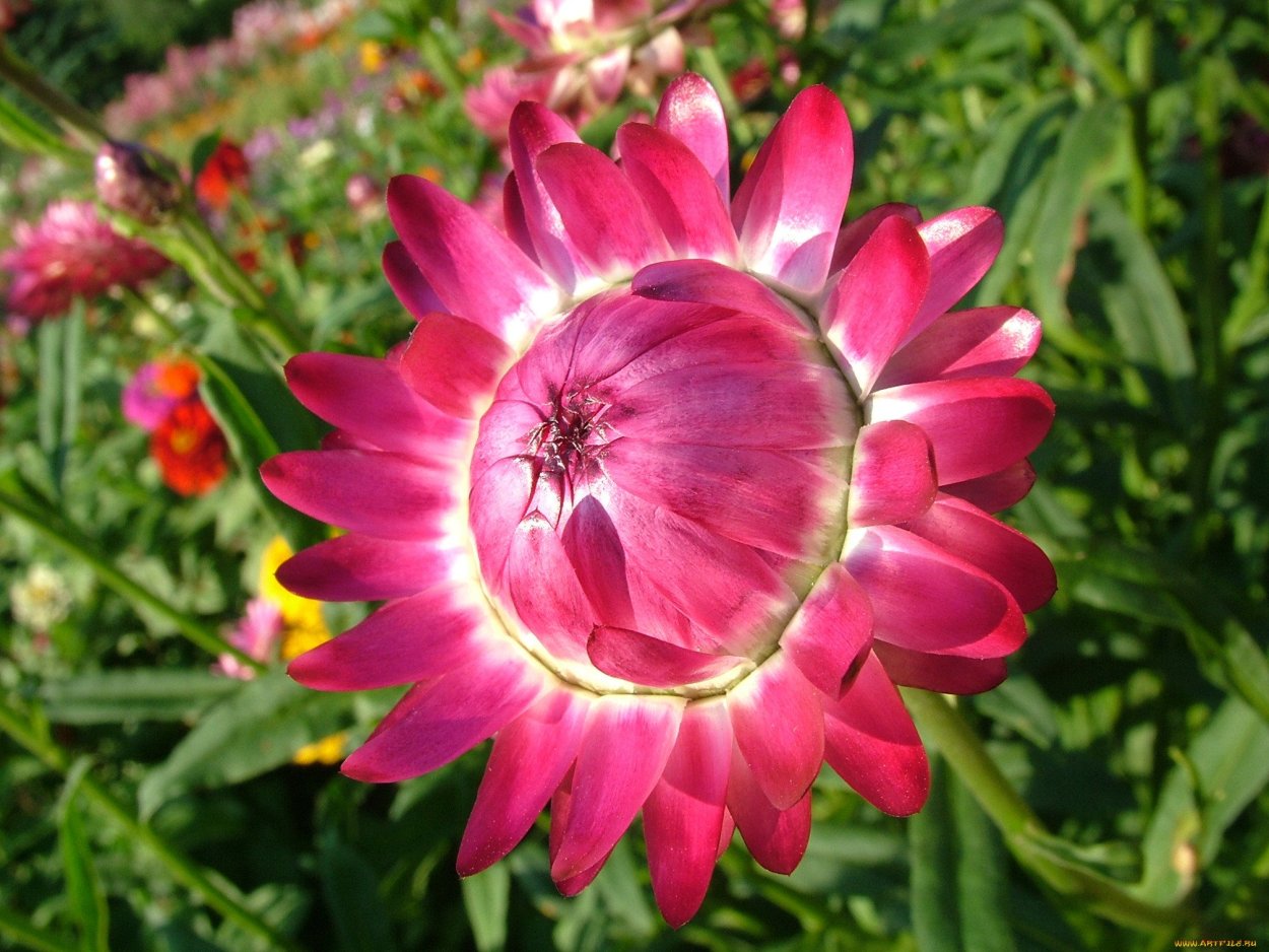 Бессмертник цветок садовый