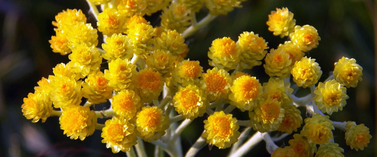 Бессмертник Helichrysum Italicum