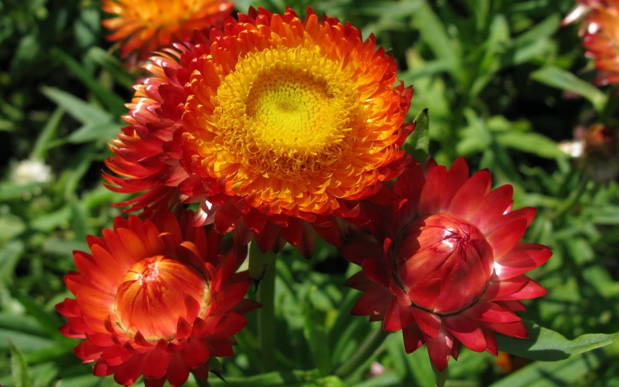 Гелихризум – бессмертник (Helichrysum)