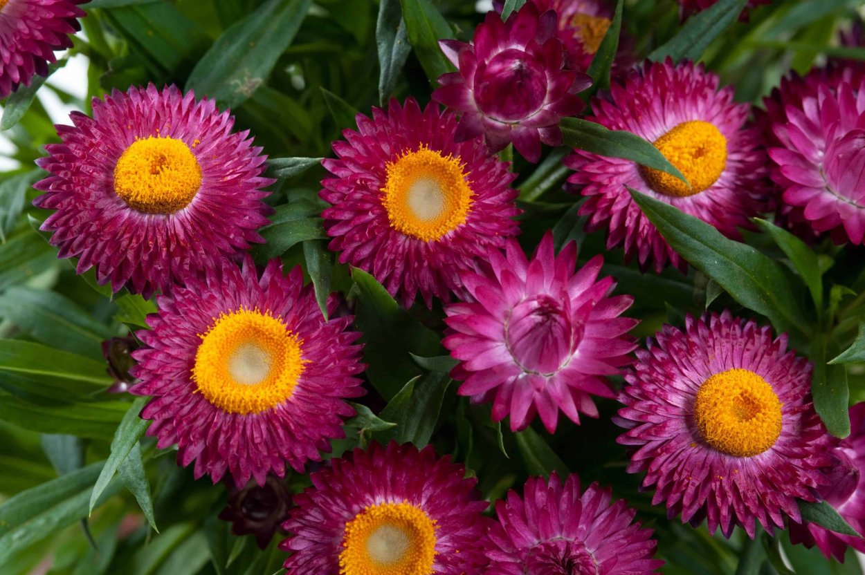 Цветы Бессмертники гелихризум