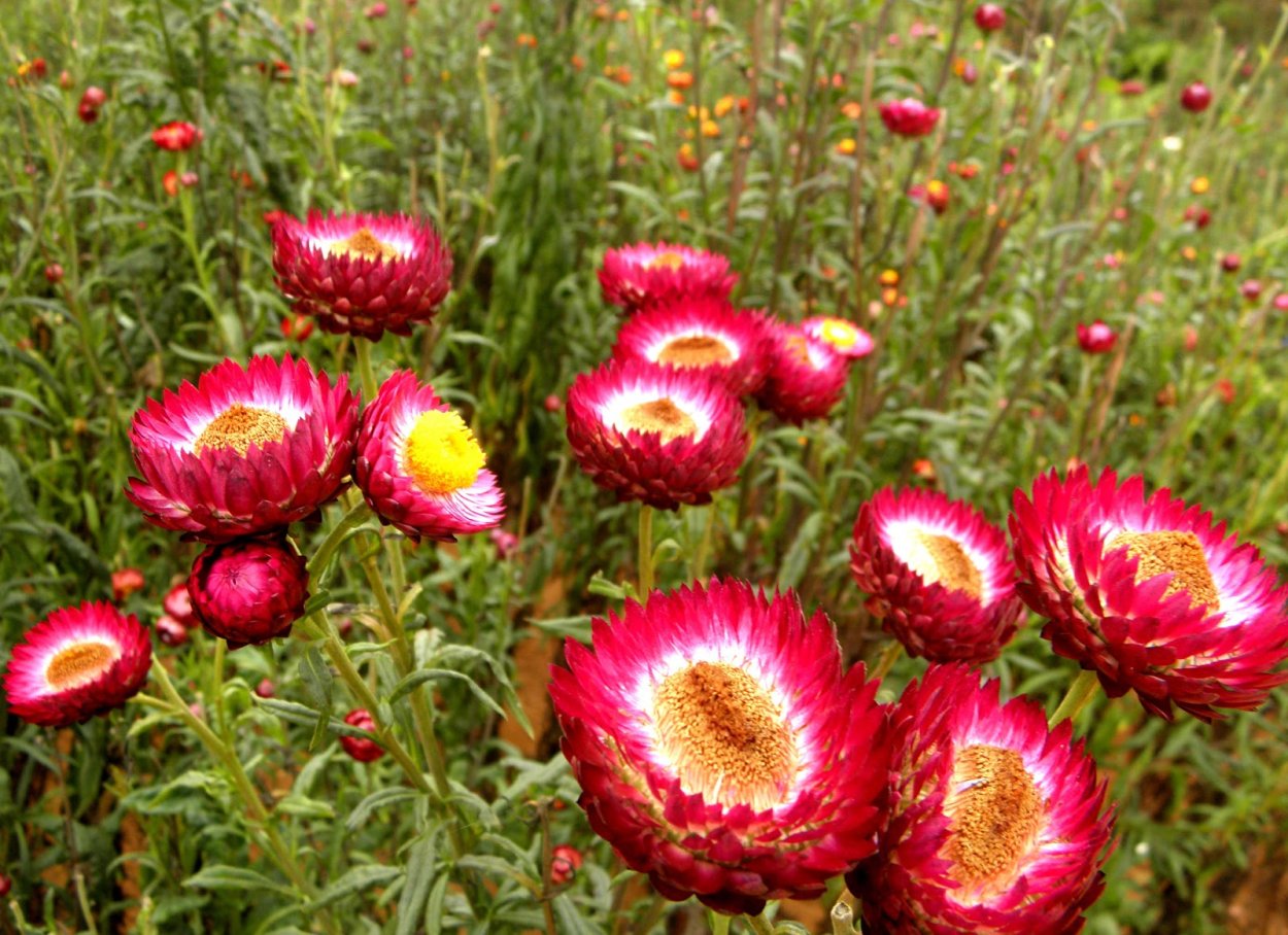 Бессмертник садовый