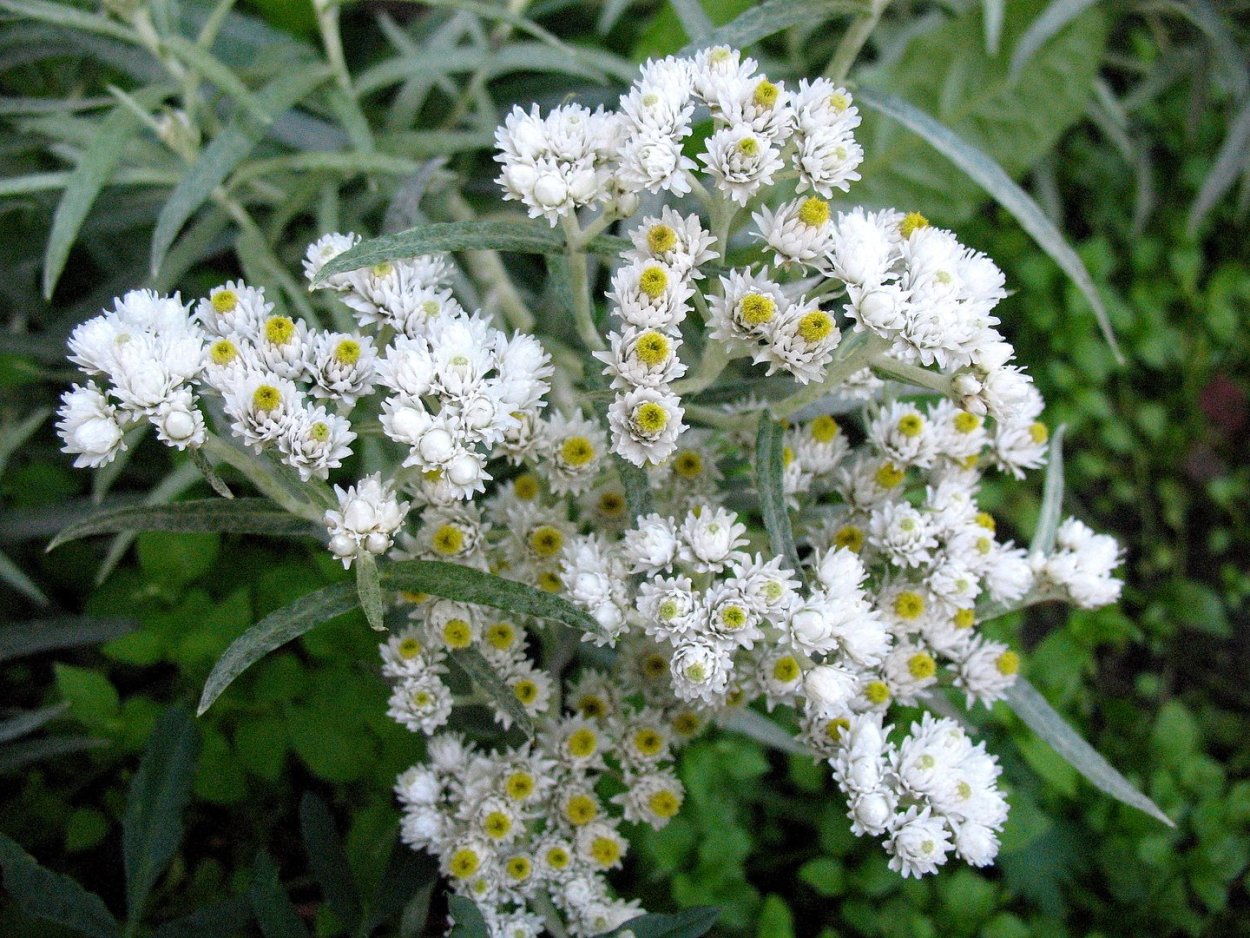 Гелихризум прицветниковый