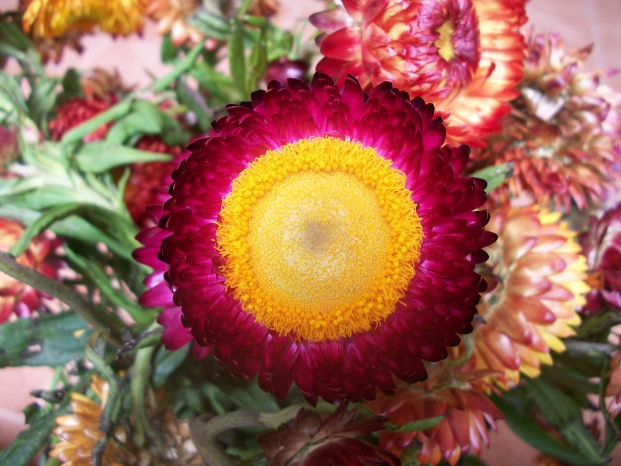 Шилолистный гелихризум