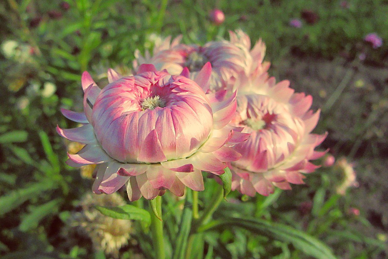 Гелихризум пурпуреум