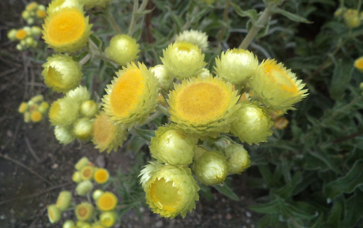 Бессмертник цветок Луговой