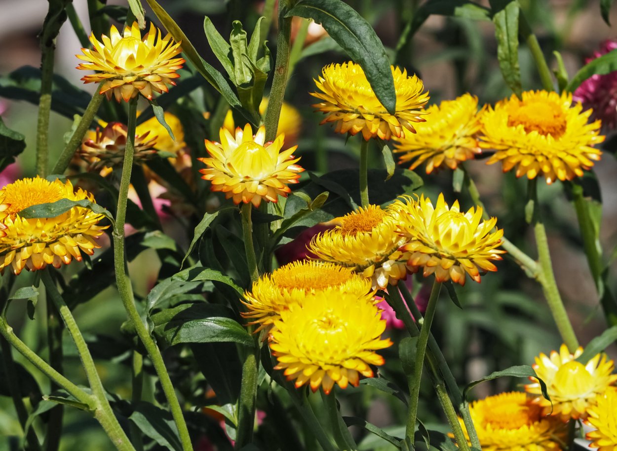 Гелихризум бессмертник цмин кошачьи лапки