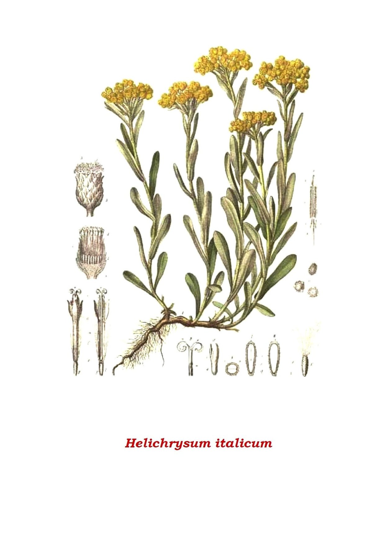 Гелихризум маргариткоцветковый