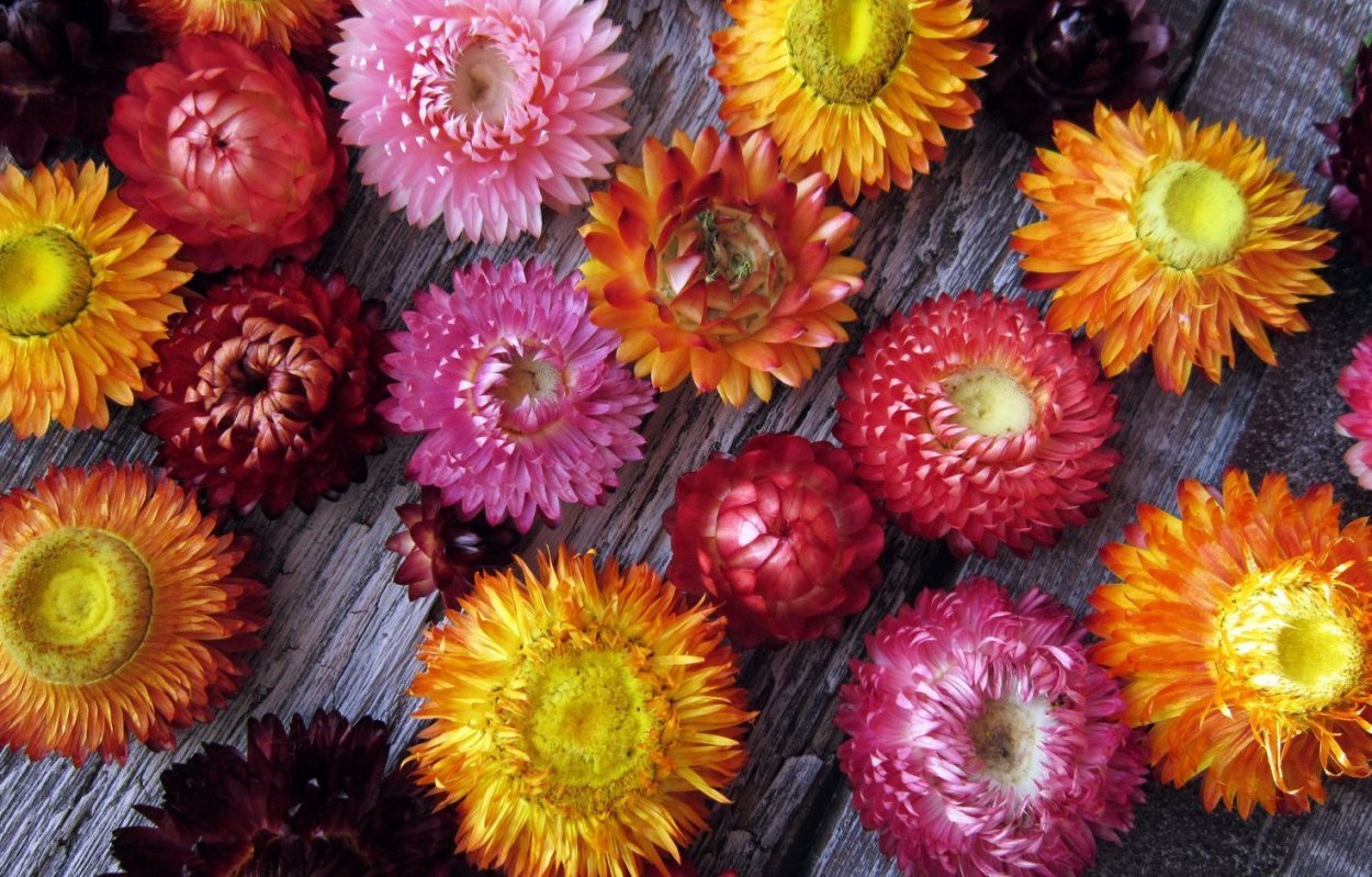 Цветок Донской бессмертник лиловый