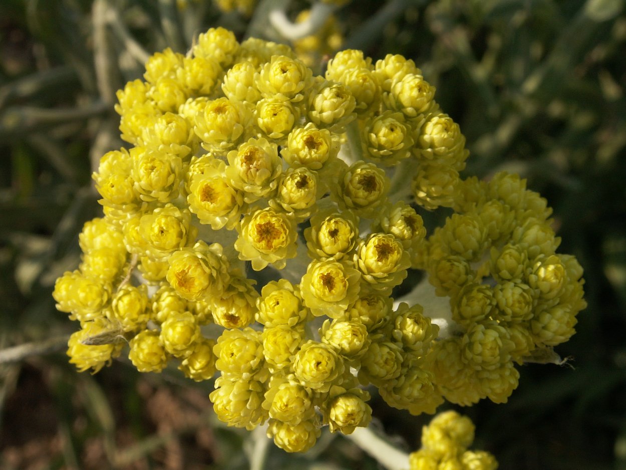 Гелихризум бессмертник сухоцветы