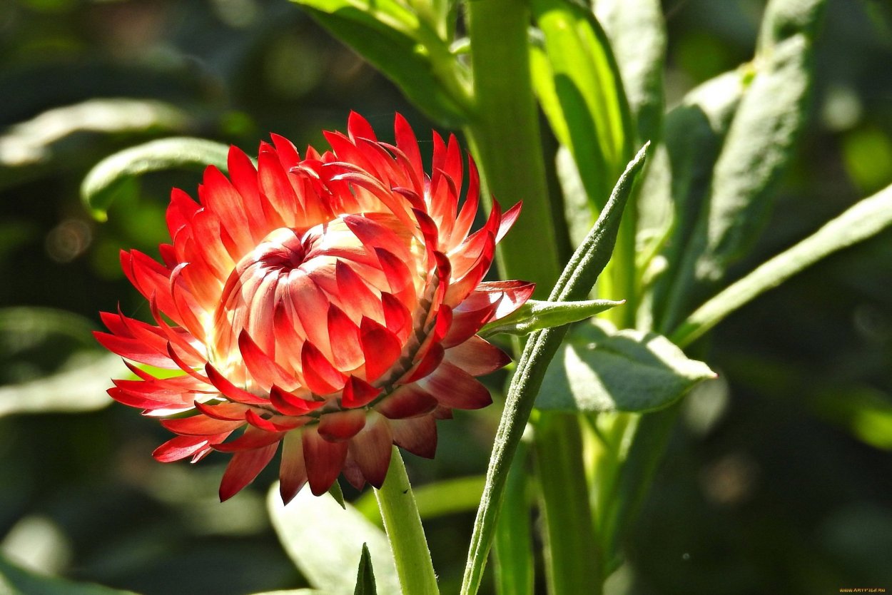 Цмин бессмертник