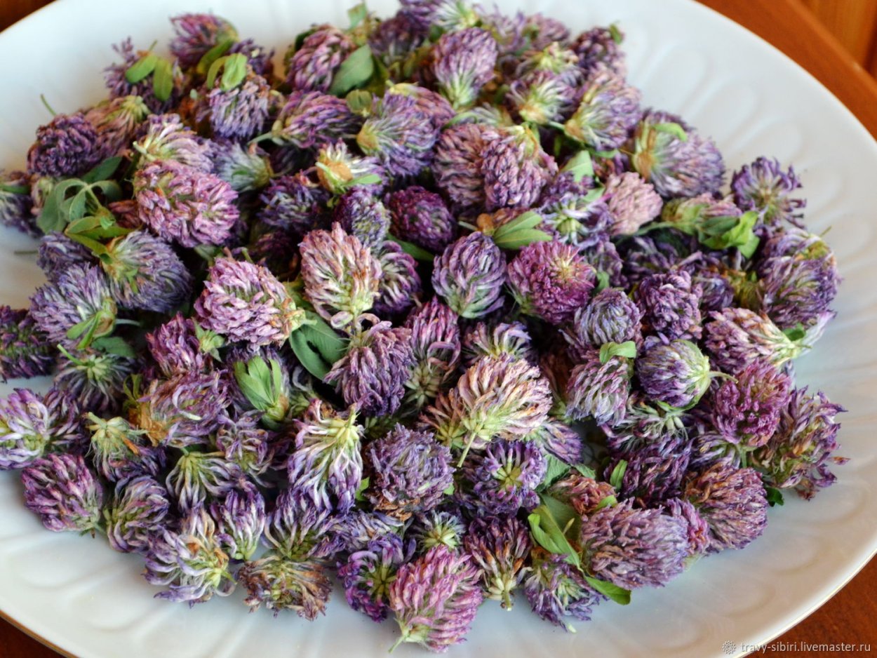 Клевер сухоцвет