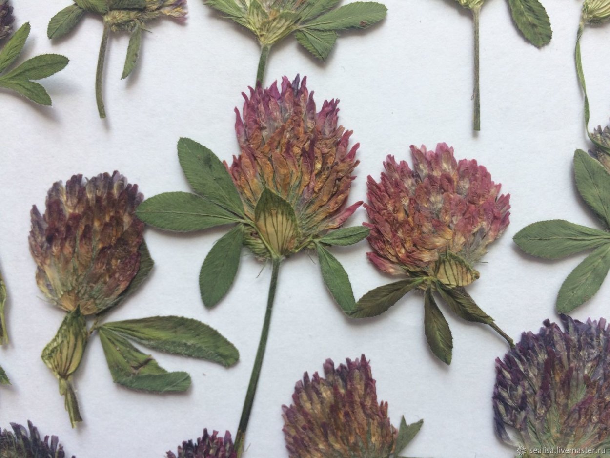 Сушеная трава для грызунов