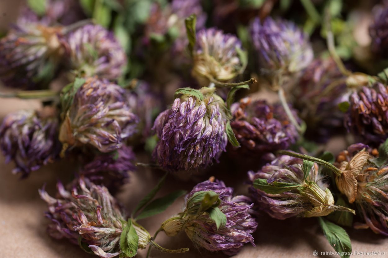 Клевер Суез