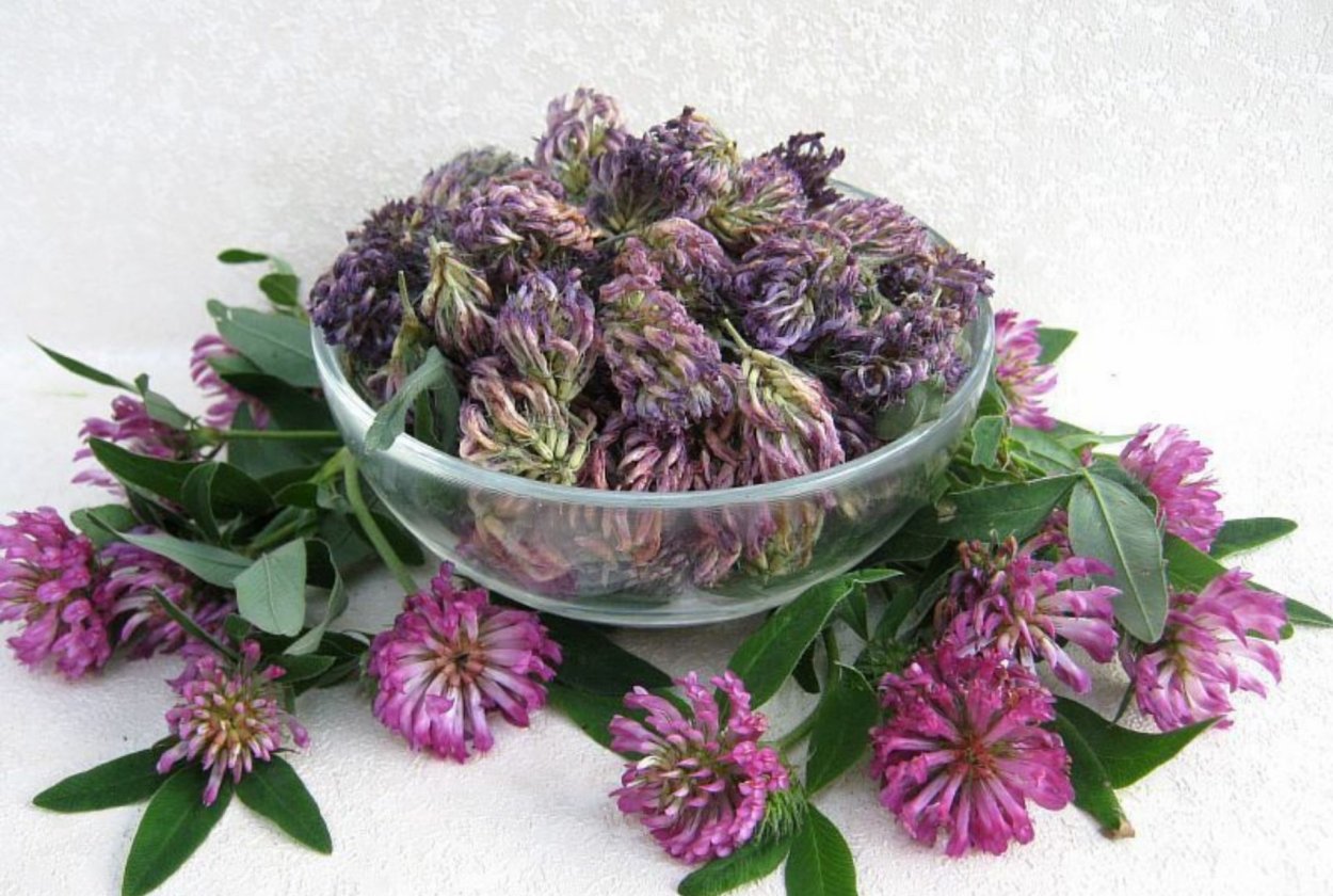 Красный Клевер сушеный