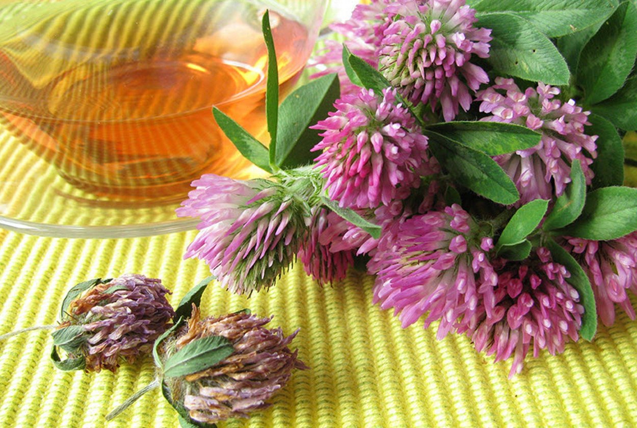 Настойка клевера