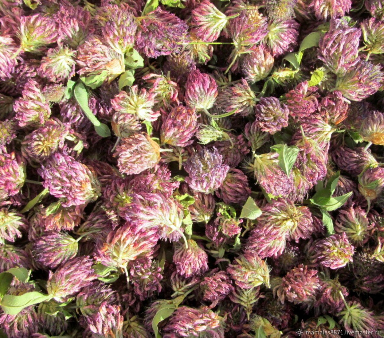 Сухоцвет навроде клевера