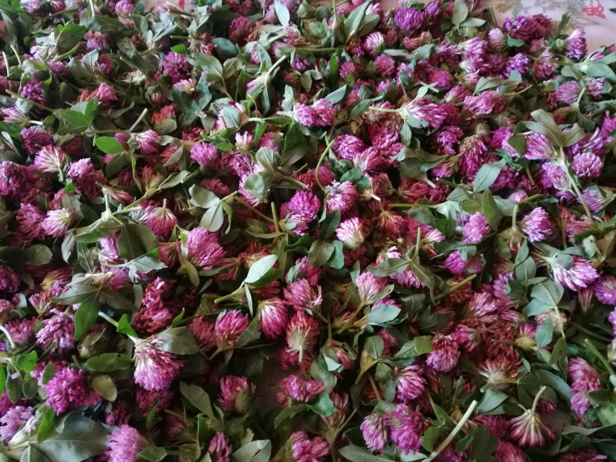 Клевер красный 1 кг зеленый уголок