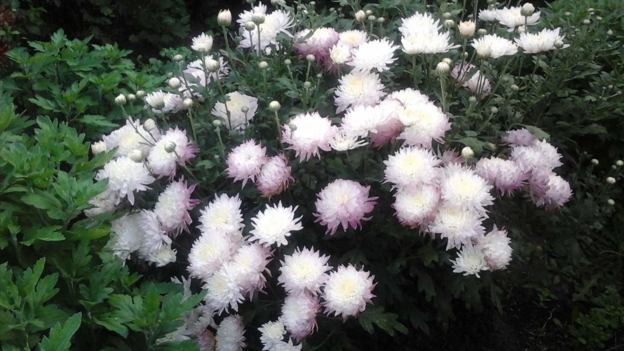 Хризантема корейская Театральная