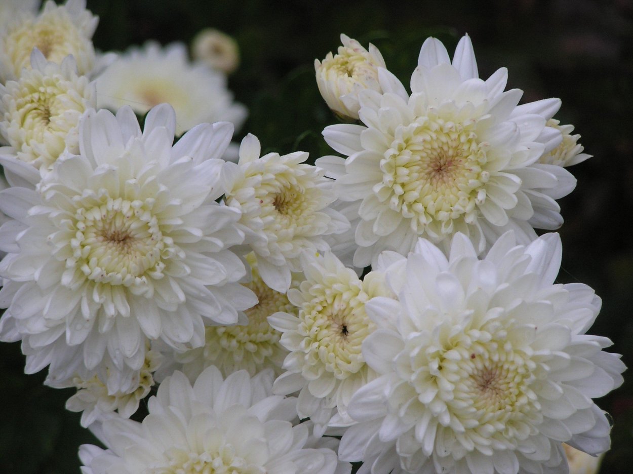 Хризантема корейская незнакомка