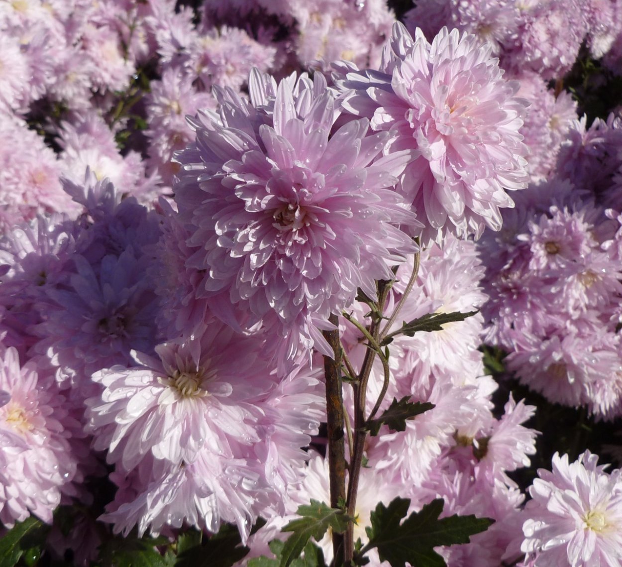 Хризантема корейская Червона калына