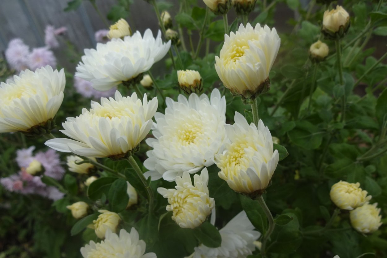 Хризантема Кремист Вайт