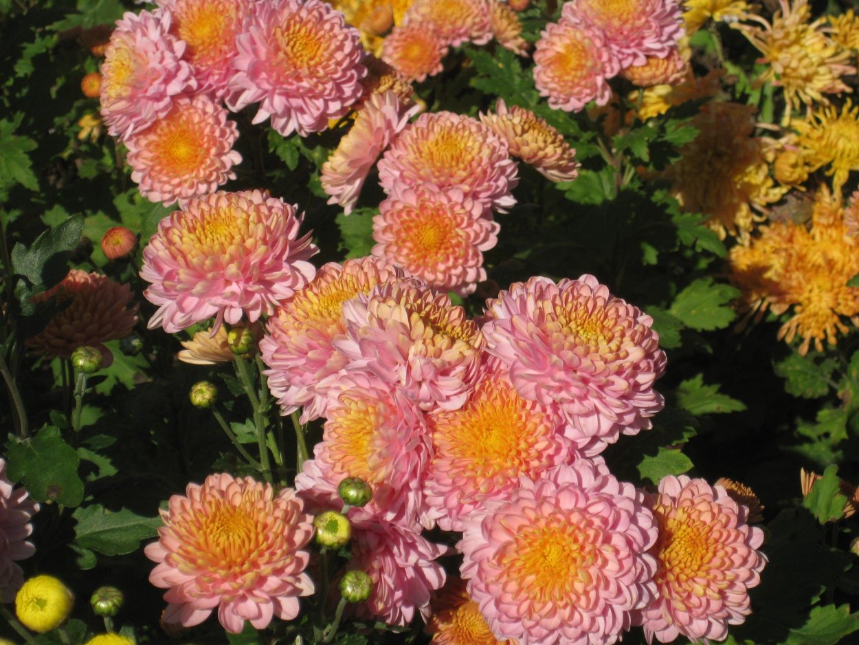 Хризантема корейская Ватра