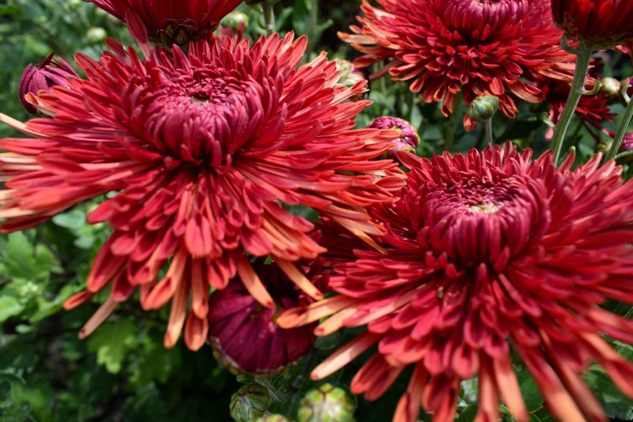 Хризантема корейская Амбрия