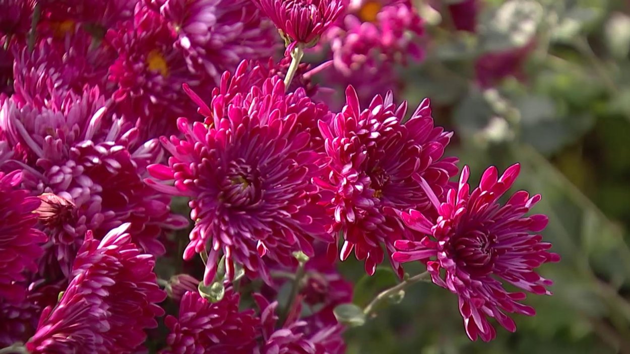 Хризантема Царевна лебедь