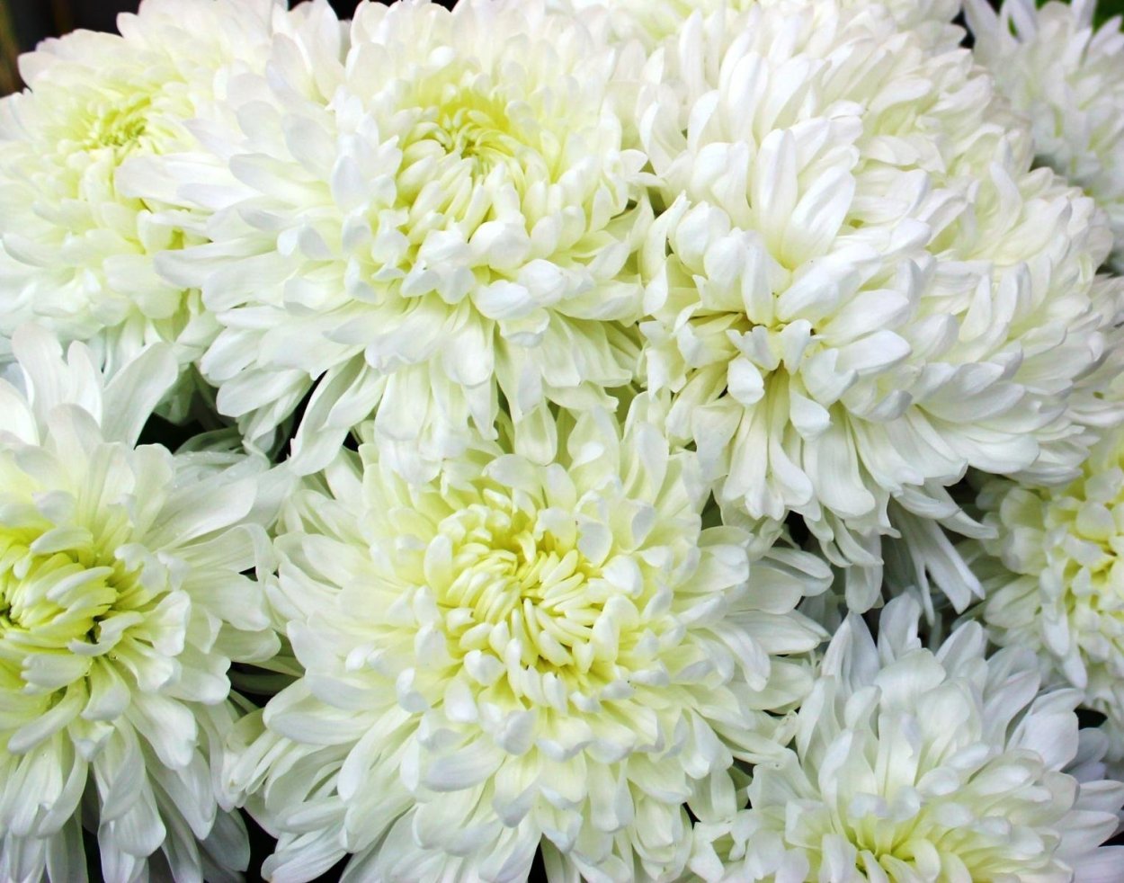 Хризантема корейская незнакомка