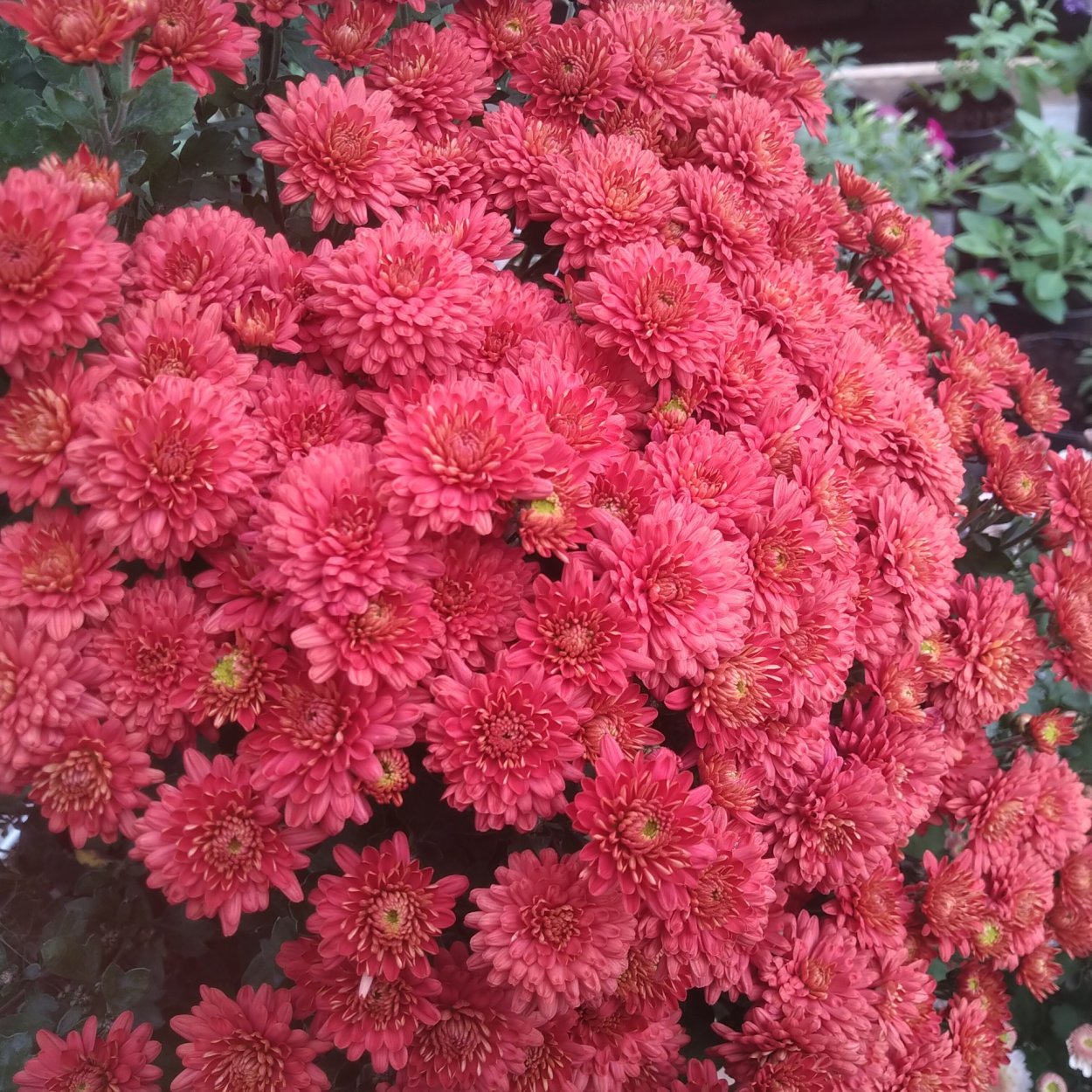 Хризантема корейская Вероника