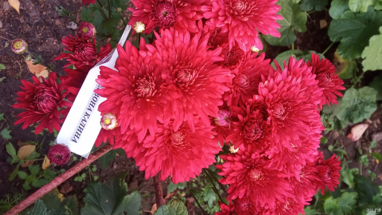 Хризантема незнакомка