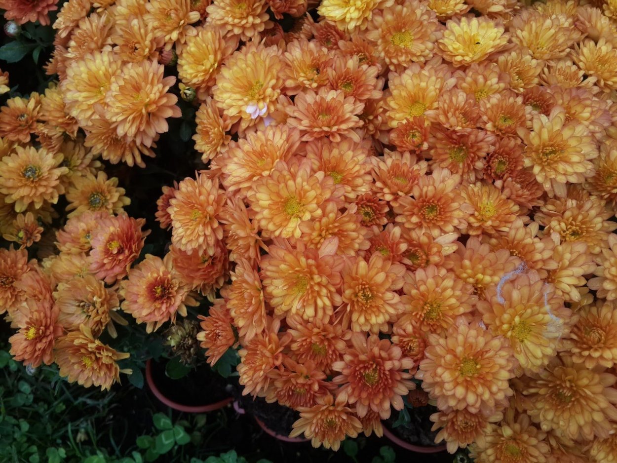 Хризантема помпон Лилак