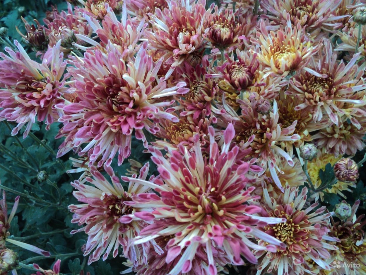 Хризантема корейская Резея