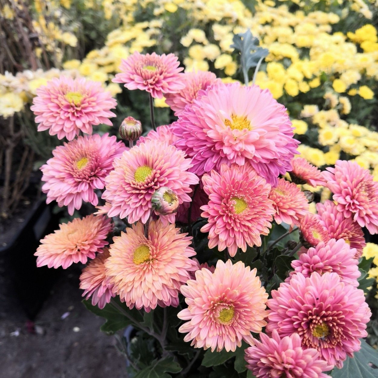 Хризантема корейская Резея