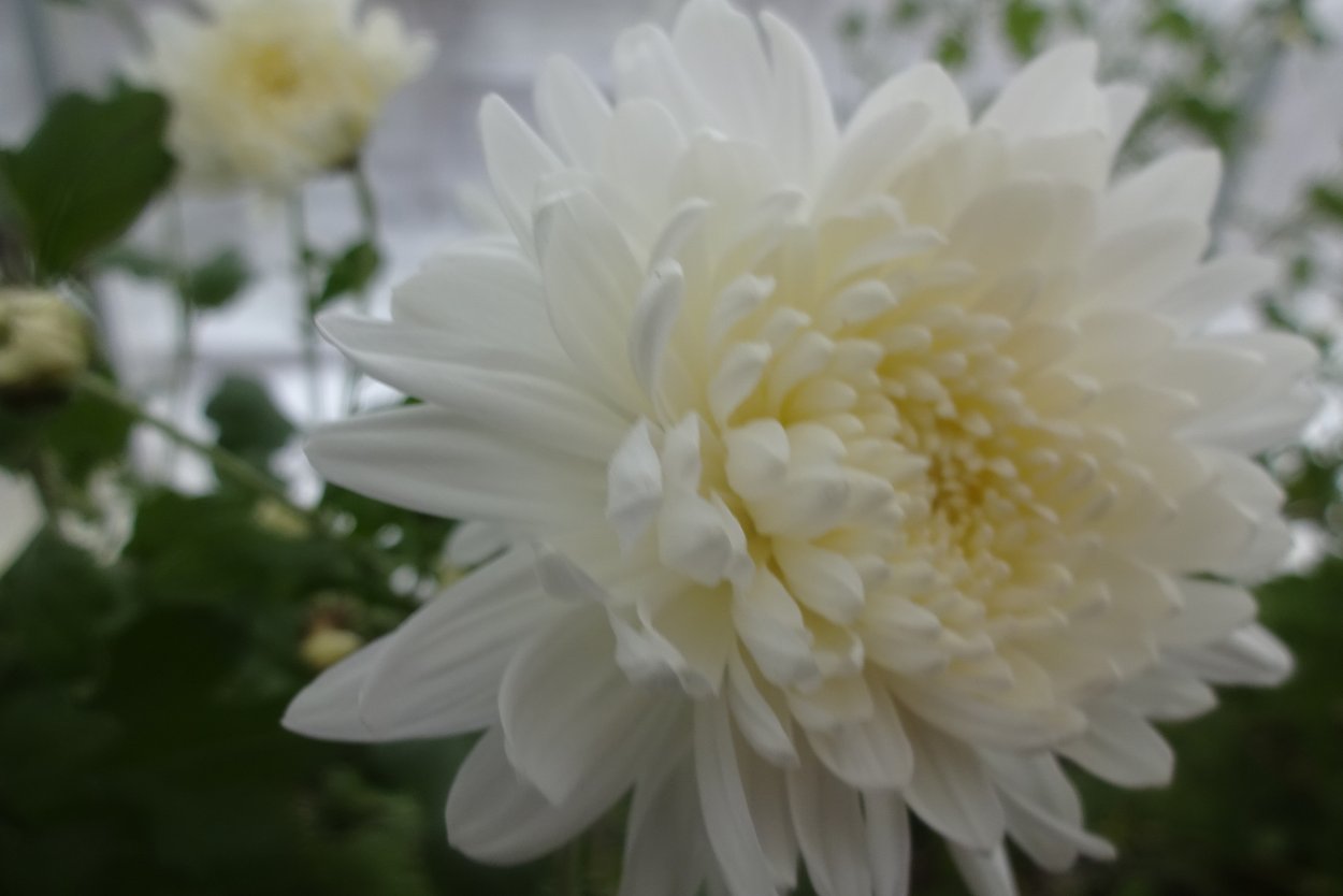 Хризантема корейская Арлекин