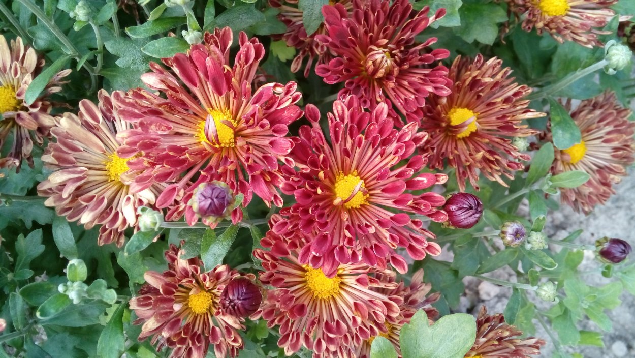 Хризантема Этна