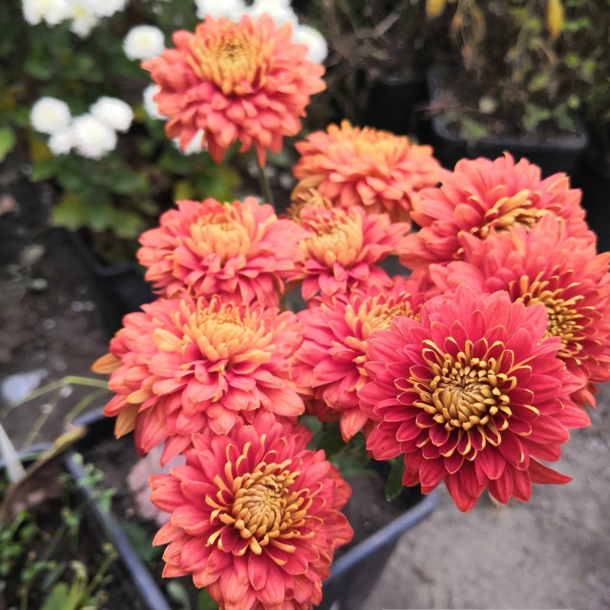 Хризантема корейская Рандеву