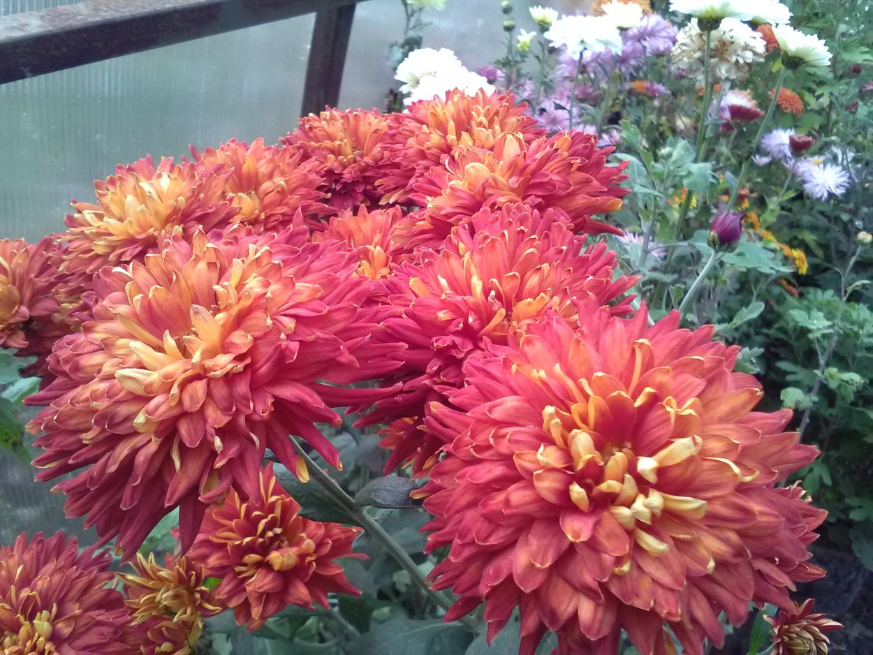 Хризантема корейская Майола