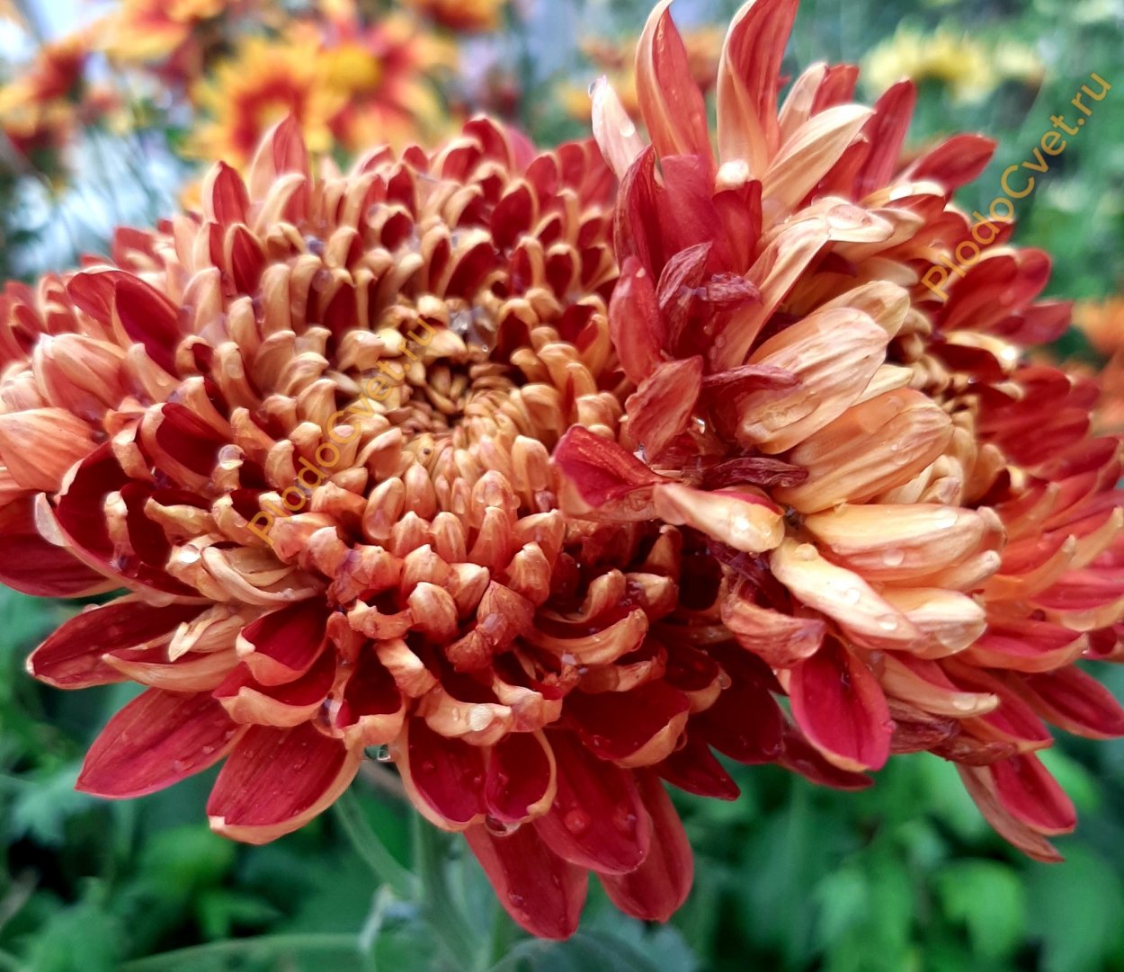 Хризантема Меотида